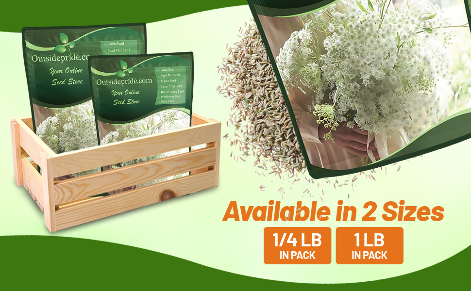 Queen Anne's Lace Bishop's Flower Seed Bag For Planting