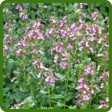 Low Growing Germander Ground Cover Plants