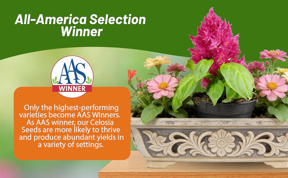 All American Selection Winner Celosia Castle Pink