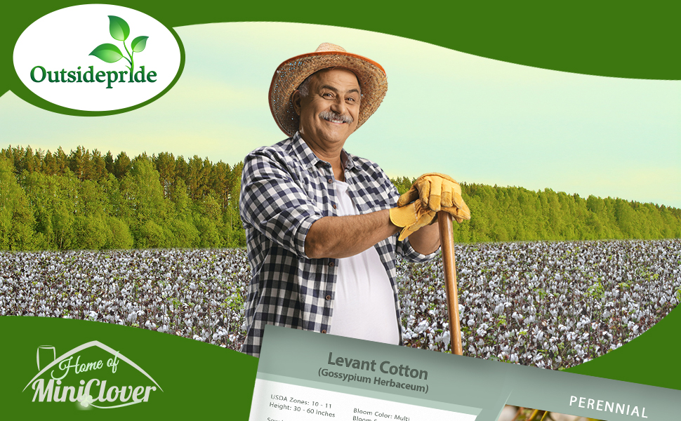 Field of Levant Cotton Plants
