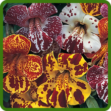 Mimulus Vibrant Mix of Colors