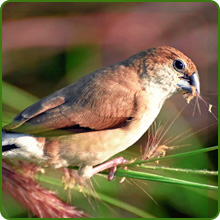 Rock Garden Perennial Flowers Attract Pollinators