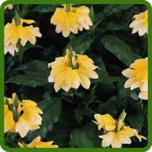 Compact & Bushy Growth Habit of Crossandra Yellow Splash