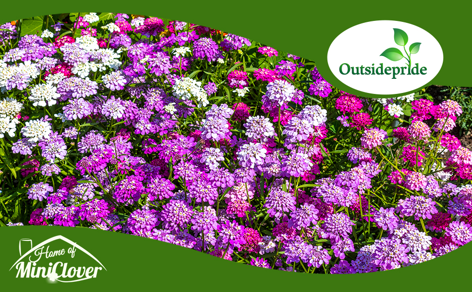 Annual Candytuft Flower Garden