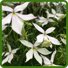 Laurentia White Star-Shaped Blooms