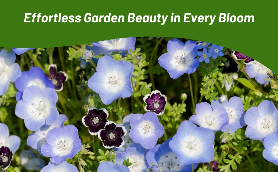 Pennie Black and Baby Blue Eyes Garden Flower Mix