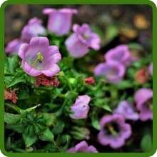 Rose Tall Sturdy Canterbury Bells Flowers