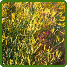 Deep Rooted Yellow Sweet Clover Seed Heat & Drought Resistant