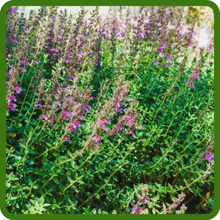 Germander Evergreen Ground Cover Plants
