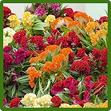 Indoor and Outdoor Cockscomb Flowers