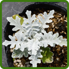 Dusty Miller Suitable for Container Gardening