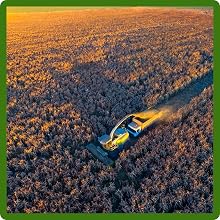 High Protein Content Pasture Grass Seed
