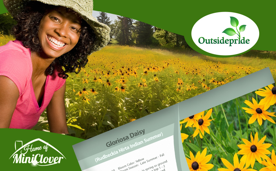 Gloriosa Daisy Indian Summer Flower Garden