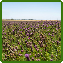 Soil Enriching Prairie Clover