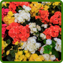 Limitless Begonia Flower Seed Mixture