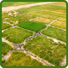 Microclover Drought Tolerance