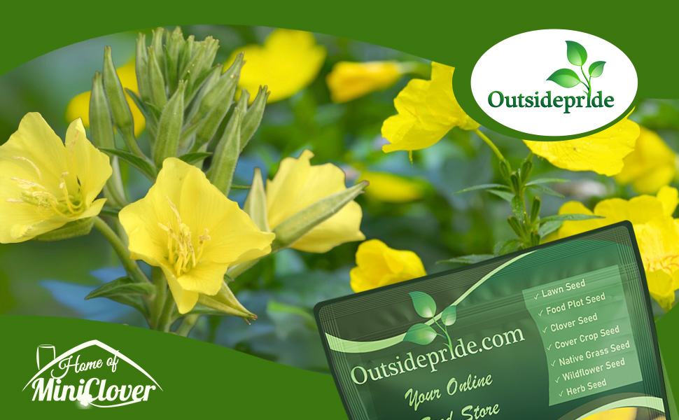 Oenothera Evening Primrose Yellow Flower Garden