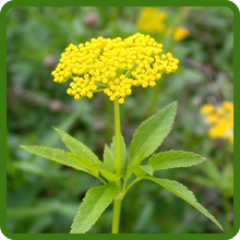 Vibrant Yellow Blooms of Golden Alexander Zizia