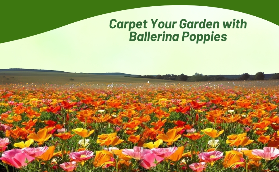 California Poppy Ballerina Wild Flower Seed Mixture For Planting In Beds, Borders, Containers
