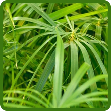 Umbrella Plant is Evergreen Warm Climates