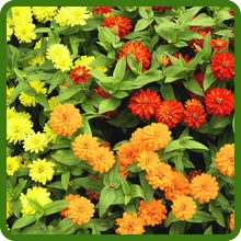 image of flower