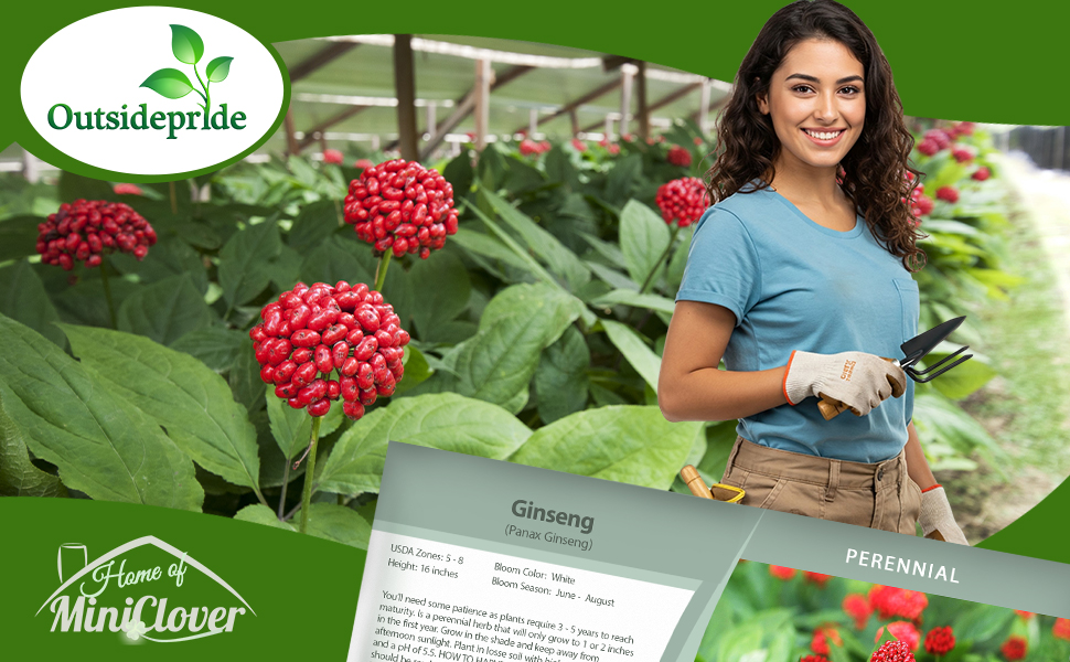 Ginseng Plants With Red Berries