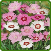 Soft, Fragrant Blooms of Dianthus Sweetness