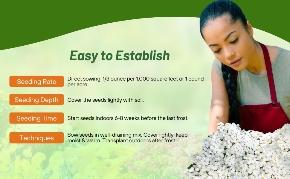 Planting Directions For Achillea Wild White Yarrow Flower Seeds