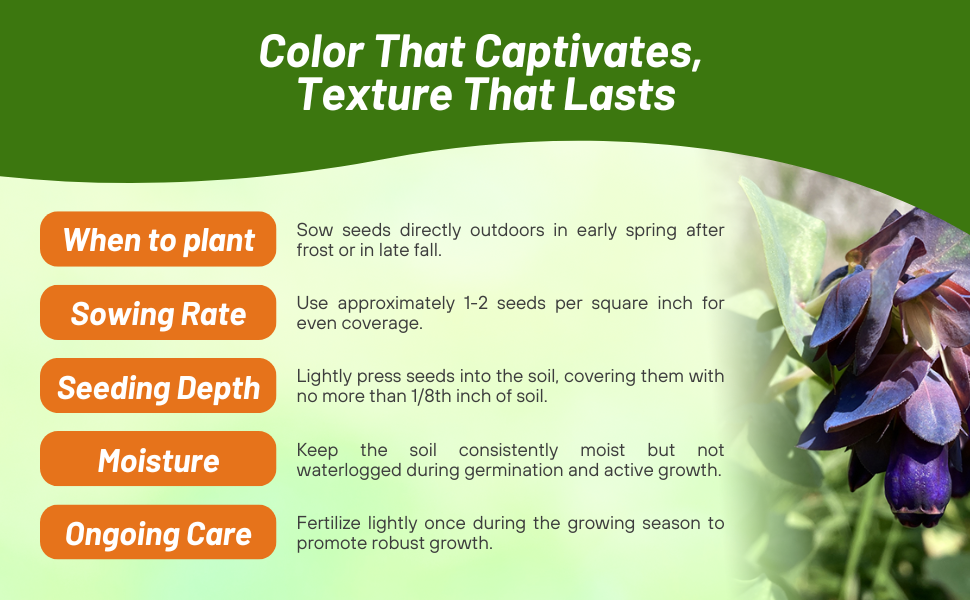 Planting Directions & Care For Cerinthe Honeywort Flowers