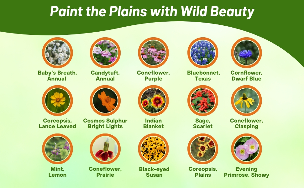 Flower Varieties in Texas Oklahoma Wildflower Mixture