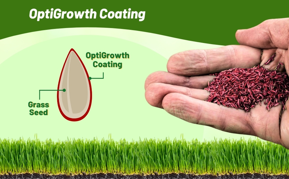 OptiGrowth Enhanced Coating For Fast Establishment of Perennial Ryegrass