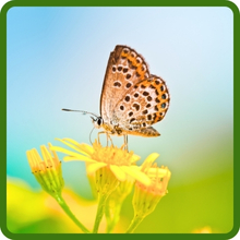 Pollinator Friendly Mountain Wildflowers