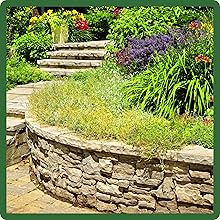 Adaptable Little Bluestem Heavy, Dry, Poor, Sandy Soils