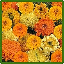 Tagetes erecta African Marigold Vivid Flowers