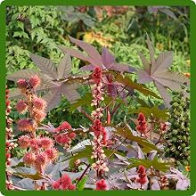 Castor Bean Foliage Plant Large Leaves