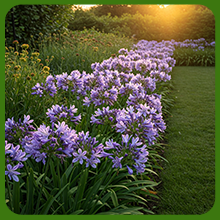 Agapanthus Flower Border