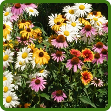 Perennial Wildflower Seed Mixture