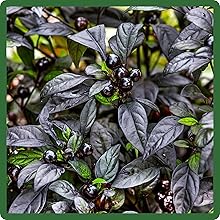 Black Pearl Ornamental Foliage Plant