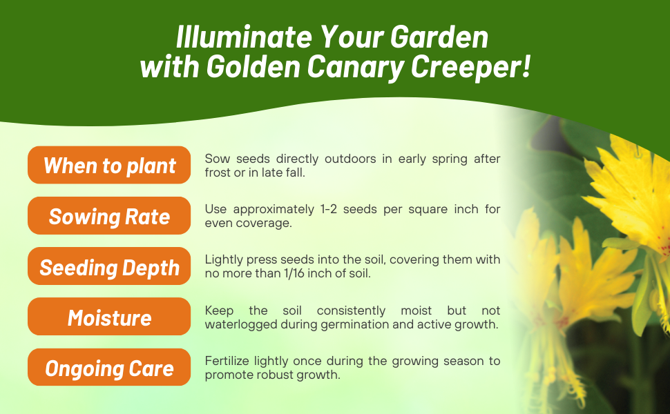 Canary Creeper Climbing Vine Planting Directions