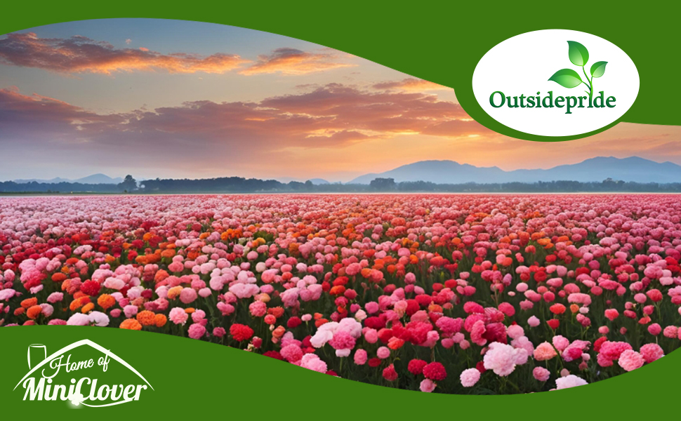 Dianthus Carnation Flower Field Planted From Seeds