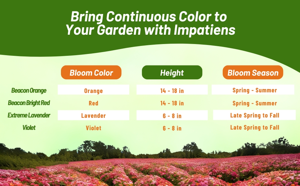 Bloom Color, Height, and Season Chart for Impatiens Flowers