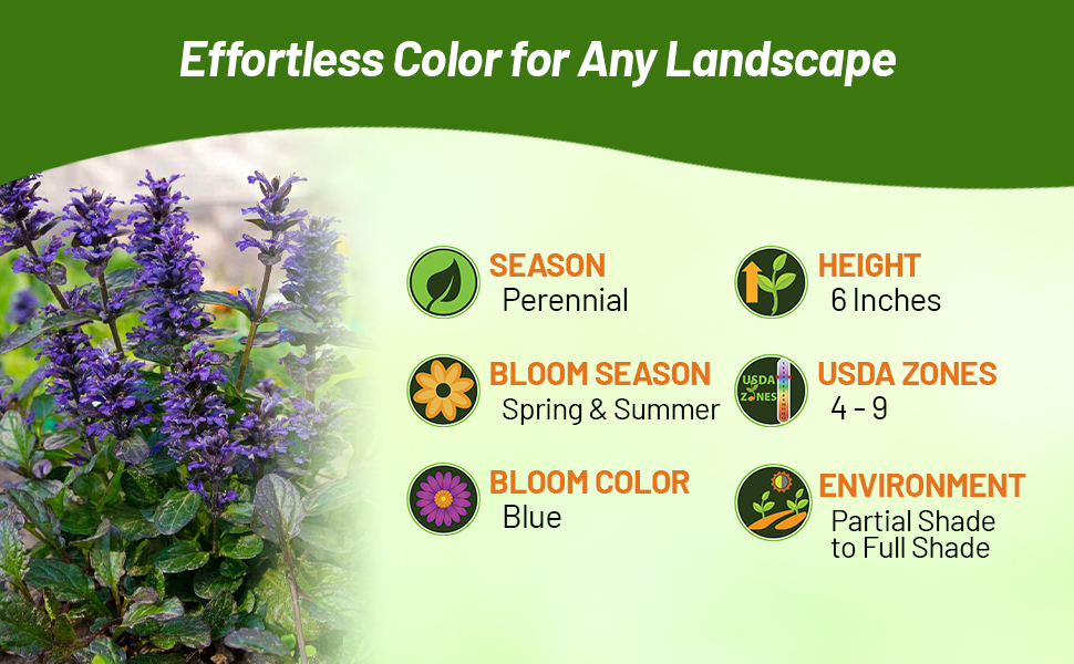 Perennial Ajuga for Partial to Full Shade