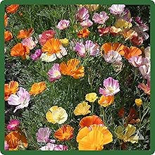 California Poppy Ballerina Flower Seed Mixture For Planting Outdoors