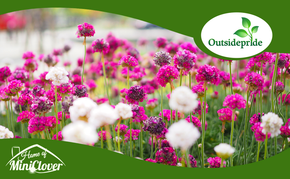 Flower Bed of Armeria Plants