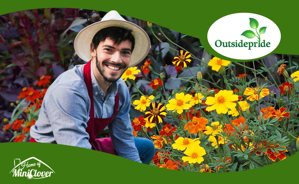 Tagetes Patula French Marigold Flower Garden Planted From Seeds