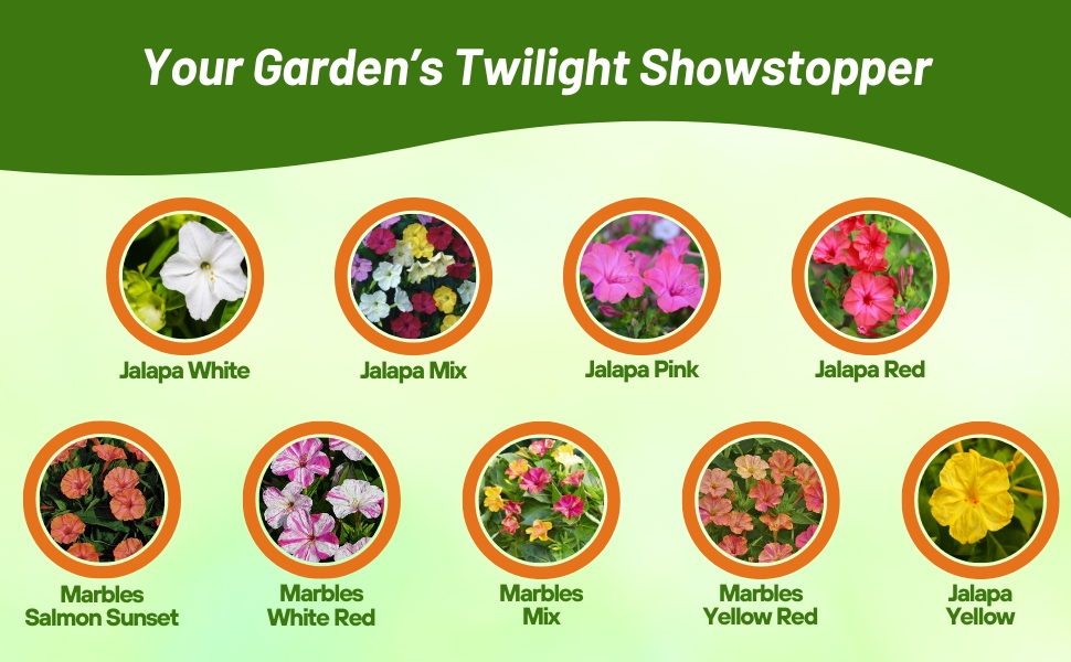 Mirabalis Jalapa Four O' Clock Varieties From Flower Seeds