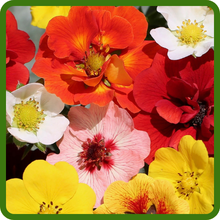 Diverse Color Palette of Cinquefoil