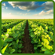 High Yield Variety of Soybeans