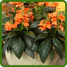 Long Lasting Blooms of Crossandra Container Plants
