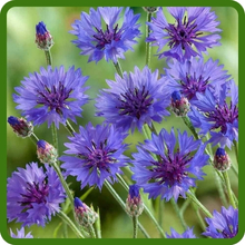 Blue Dwarf Cornflower Bachelor Button